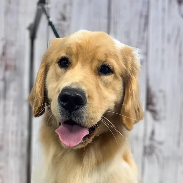 Five, a golden retriever, fresh from her groom